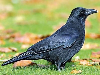 Rabenkrähe Carrion Crow Corvus corone corone Corvus corone Corneille noire Corneja Negra Corneja