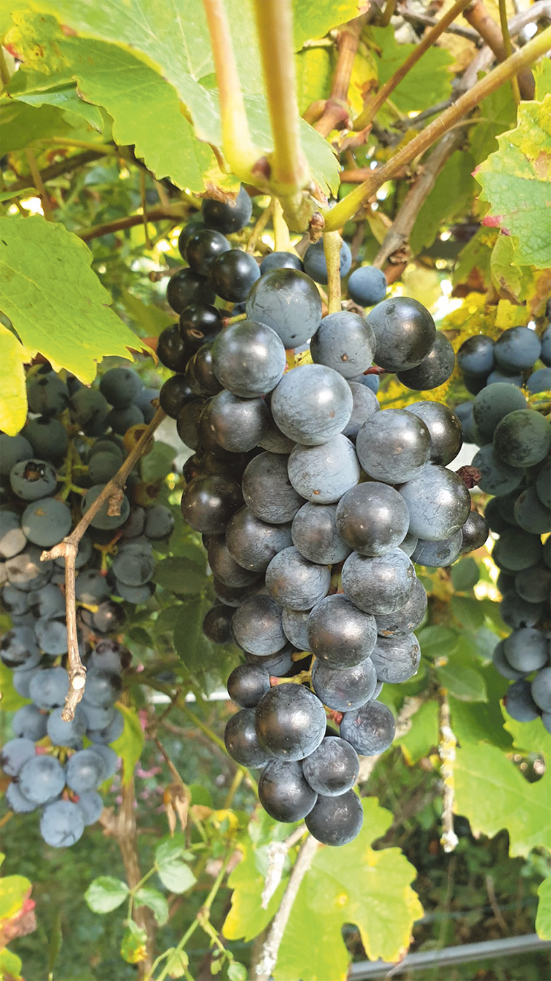 Stock mit blauen Weintrauben